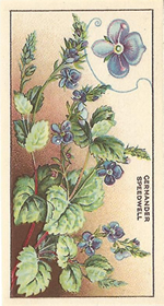 Germander Speedwell: Veronica chamaedrys