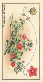 Scarlet Pimpernel: Anagallis arvensis