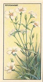Greater Stitchwort: Stellaria holostea. White wildflower. Cigarette Card.