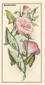 Field Bindweed: Convolvulus arvensis. Cigarette Card. CWS Wayside Flowers 1928