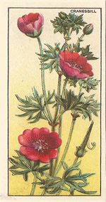 Blood-red Crane's Bill. Cigarette Card. CWS 'Wayside Flowers' 1928