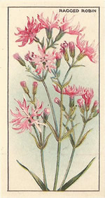 Ragged-Robin: Lychnis flos-cuculi