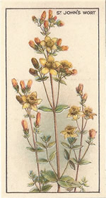 Slender St John's-wort: Hypericum pulchrum