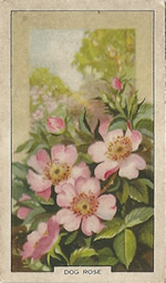 Dog-rose: Rosa canina. Wild flower. Cigarette Card. Gallagher 1939.