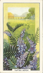 Tufted Vetch: Vicia cracca. Wild flower. Cigarette Card. Gallagher 1939.