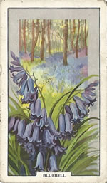 Bluebell: Hyacinthoides non‐scripta. Wild flower. Cigarette Card. Gallagher 1939.