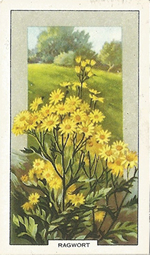 Common Ragwort Senecio jacobaeare. Wild flower. Cigarette Card. Gallagher 1939.