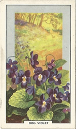 Common Dog-violet: Viola riviniana. Wild flower. Cigarette Card. Gallagher 1939.