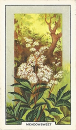 Meadowsweet: Filipendula ulmaria. Wild flower. Cigarette Card. Gallagher 1939.
