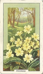Primrose: Primula vulgaris. Wild flower. Cigarette Card. Gallagher 1939.