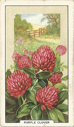 Red Clover: Trifolium pratense. Wild flower. Cigarette Card. Gallagher 1939.