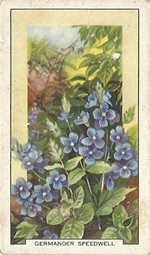 Germander Speedwell: Veronica chamaedrys. Wild flower. Cigarette Card. Gallagher 1939.