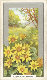 Lesser Celandine: Ranunculus ficaria. Wild flower. Cigarette Card. Gallagher 1939.