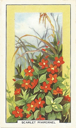 Scarlet Pimpernel: Anagallis arvensis. Wild flower. Cigarette Card. Gallagher 1939.