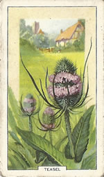 Wild Teasel: Dipsacus fullonum. Wild flower. Cigarette Card. Gallagher 1939.
