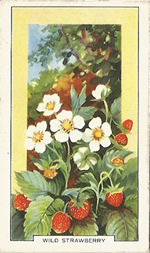 Wild Strawberry: Fragaria vesca. Wild flower. Cigarette Card. Gallagher 1939.