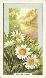 Oxeye Daisy: Leucanthemum vulgare. Wild flower. Cigarette Card. Gallagher 1939.