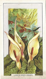 Lord-and-Ladies: Arum maculatum. Wild flower. Cigarette Card. Gallagher 1939.