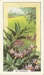 Bittersweet: Solanum dulcamara. Wild flower. Cigarette Card. Gallagher 1939.