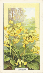 Cowslip: Primula veris. Wild flower. Cigarette Card. Gallagher 1939.