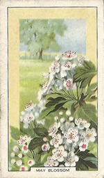 Hawthorn: Crataegus monogyna. Wild flower. Cigarette Card. Gallagher 1939.