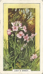 Cuckoo Flower: Cardamine pratensis. Wild flower. Cigarette Card. Gallagher 1939.