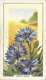 Cornflower: Centaurea cyanus. Wild flower. Cigarette Card. Gallagher 1939.