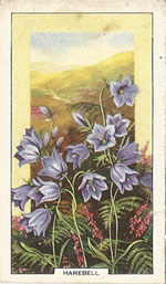 Harebell: Campanula rotundifolia. Wild flower. Cigarette Card. Gallagher 1939.