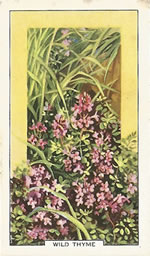 Wild Thyme: Thymus polytrichus. Wild flower. Cigarette Card. Gallagher 1939.