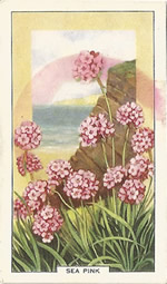 Thrift: Armeria maritima. Wild flower. Cigarette Card. Gallagher 1939.