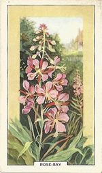 Rosebay Willowherb: Chamerion angustifolium. Wild flower. Cigarette Card. Gallagher 1939.