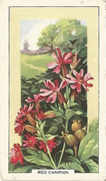Red Campion: Silene dioica. Wild flower. Cigarette Card. Gallagher 1939.