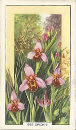 Bee Orchid: Ophrys apifera. Wild flower. Cigarette Card. Gallagher 1939.