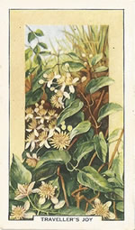 Traveller’s-joy: Clematis vitalba. White wild flower. Cigarette Card. Gallagher 1939.