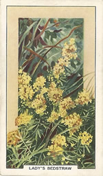 Lady's Bedstraw: Galium verum. Smal yellow wild flower. Cigarette Card. Gallagher 1939.