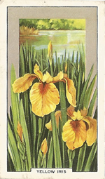 Yellow Iris: Iris pseudacorus. Wild flower. Cigarette Card. Gallagher 1939