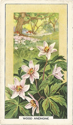 Wood Anemone: Anemone nemorosa. Wild flower. Cigarette Card. Gallagher 1939
