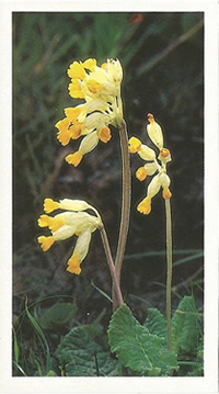 Cowslip: Primula veris. Wildflower. Cigarette Card. Player's Grandee 1986.