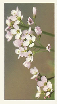 Cuckoo Flower: Cardamine pratensis. Wildflower. Cigarette Card. Payer's Grandee 1986.