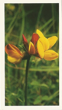Common Bird's-foot-trefoil: Lotus corniculatus. Yellow wild flower. Player's Grandee 'Britain's Wild Flowers' 1986