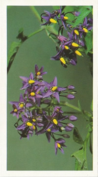 Bittersweet: Solanum dulcamara. Wildflower. Cigarette Card. Payer's Grandee 1986.