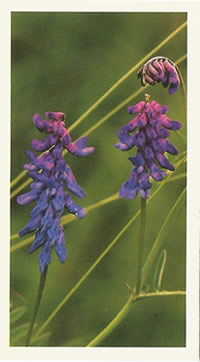Tufted Vetch: Vicia cracca. Wildflower. Cigarette Card. Payer's Grandee 1986.