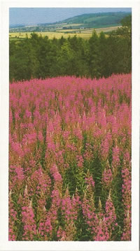 Rosebay Willowherb: Chamerion angustifolium. Wildflower. Cigarette Card. Payer's Grandee 1986.