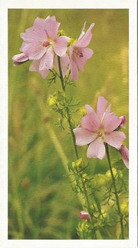 Musk-mallow: Malva moschata. Wildflower. Cigarette Card. Payer's Grandee 1986.