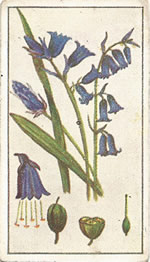 Bluebell: Hyacinthoides non-scripta. Blue wild flower. Cigarette Card. Robinson 1915.