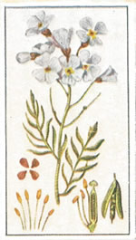 Cuckoo Flower: Cardamine pratensis. White wild flower. Cigarette Card. Robinson 1915.