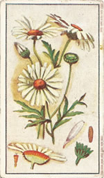 Oxeye Daisy Leucanthemum vulgare.  White  wild flower. Cigarette Card. Robinson 1915.