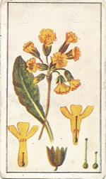Cowslip: Primula veris. Yellow wild Flower. Cigarette Card. Robinson 1915.