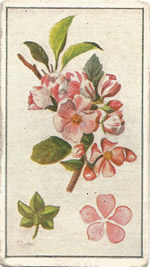 Wild Crab Apple.  Pink wild flower. Cigarette Card. Robinson 1915.