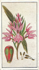 Common Spotted-orchid: Dactylorhiza fuchsii. Red wild Flower. Cigarette Card. Robinson 1915.